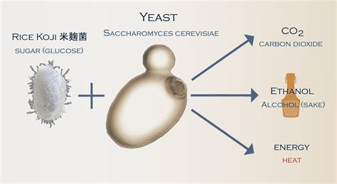 sake yeast varieties  japanese bar