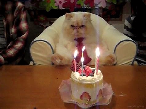 funny pictures: funny animal birthday pictures