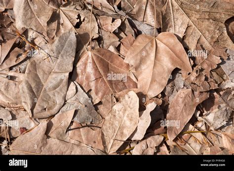 Dried leaves texture Stock Photo - Alamy