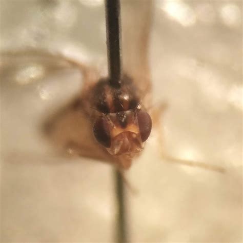 Misidentifying Fungi: Dining on oysters