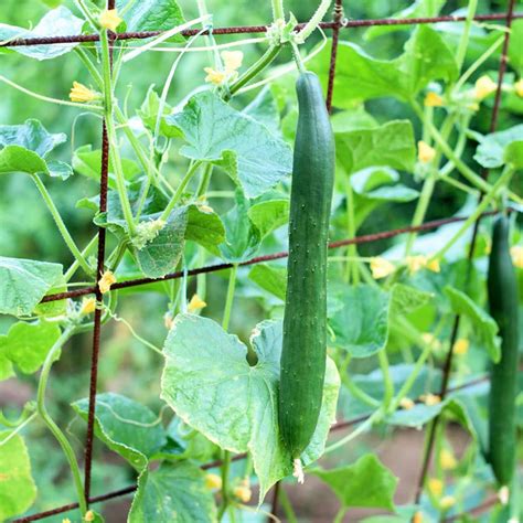 Amazon.com : CHUXAY GARDEN Shintokiwa Japanese Cucumber Seed 50 Seeds