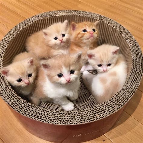 baby cats cute love