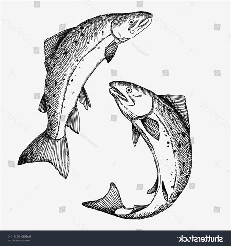 salmon fish drawing