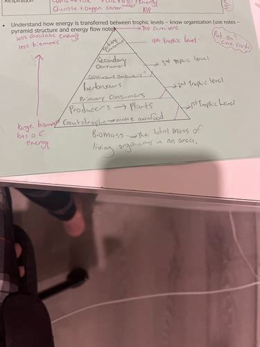 Biology: populations ecosystems (complete no errors) Flashcards | Quizlet