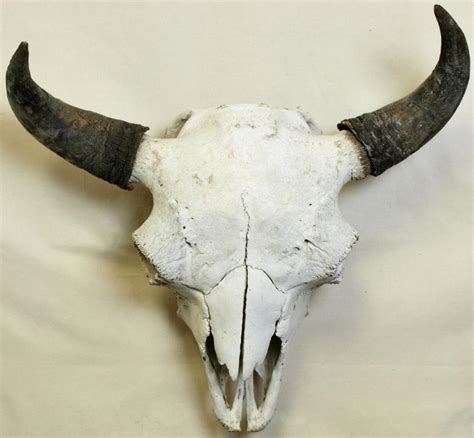 Early large American Bison buffalo skull.