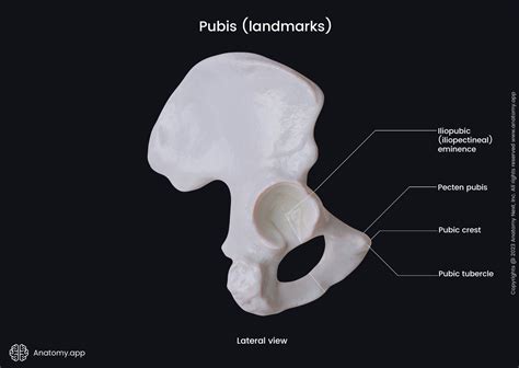 Pubic bone | Encyclopedia | Anatomy.app | Learn anatomy | 3D models