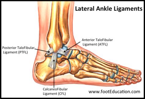 atfl rupture    surgery body focus physiotherapy