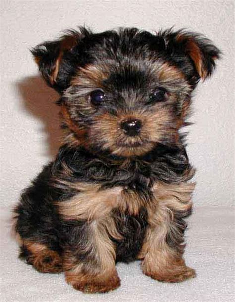 Yorkie Terrier - Yorkshire Terriers Photo (6893924) - Fanpop