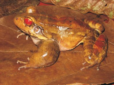 Rã Pimenta É Venenosa - A rã-pimenta (Leptodactylus knudseni) é uma das maiores espécies de ...