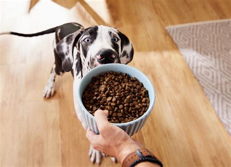 guide  dog food ingredients  reading dog food labels petmd