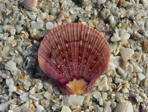 flat scallop flat scallop  love shelling