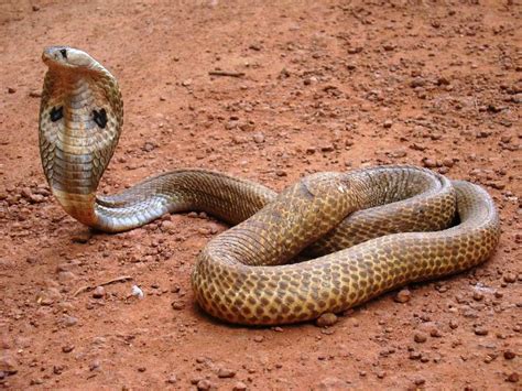indian cobra snake images