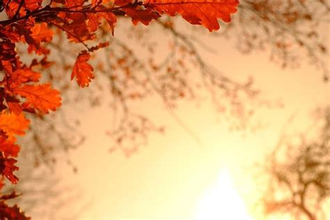 unforgettable october days  celebrate animascorp
