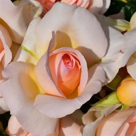 Chandos Beauty | Rose, apricot, 90cm x 90cm (Harkness, 2005) | Rosa ...