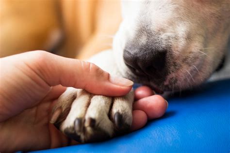 Dog Carpal Pad Injury: A Helpful Guide