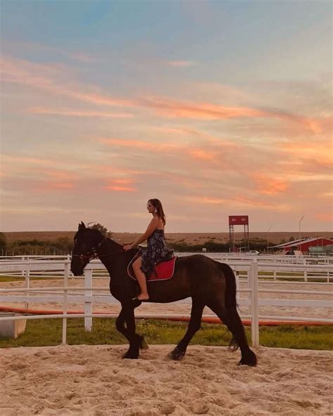 Friesian Horses - Elegance & Strength In Equine Beauty