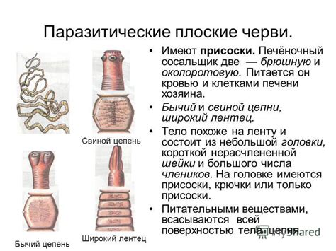 Презентация на тему: "Общая характеристика. Двусторонне- симметричные ...