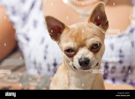 chihuahua with a funny look Stock Photo - Alamy