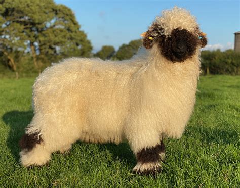 For Sale – Halsbury Valais Blacknose Sheep – Devon