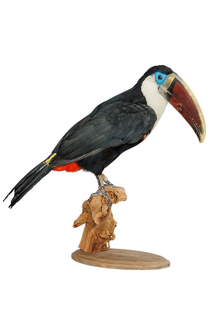 Red Billed Toucan | Flock & Herd