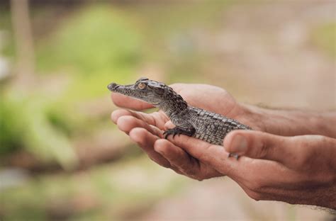 Baby American Crocodiles
