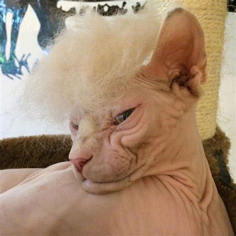 Затрампь кота: коты в париках из собственной шерсти атакуют интернет