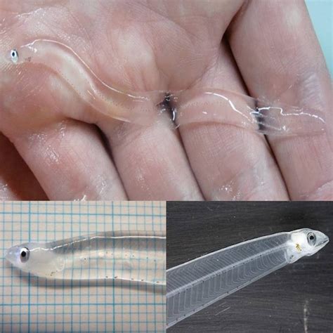 The Transparent Eel Larva or Leptocephalus larva - Save Our Green