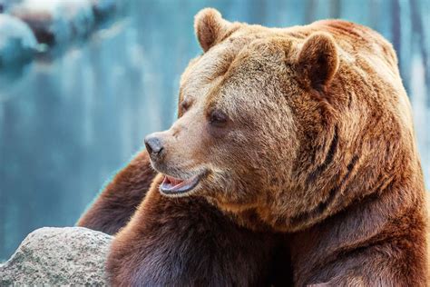 Grave attacco di un orso ad un turista: le drammatiche conseguenze