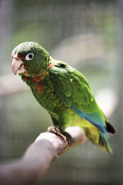 Pet Parrots