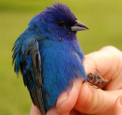 Indigo Bunting Bird Photography