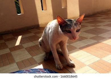 indian domestic pussy cat sitting house stock photo