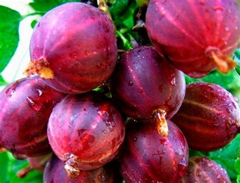 Крыжовник "Консул" — Agro-Kazakhstan