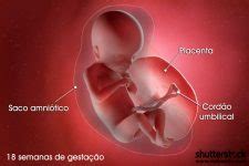 Barriga De 18 Semanas De Gravidez - 18 semanas de gravidez | Gestação semana a semana