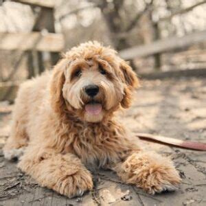 Labradoodle Growth Chart & Puppy Weight Calculator