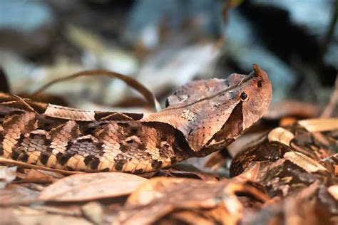 Gaboon Viper: Master of Camouflage and Deadly Precision | WorldWeet