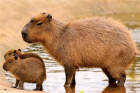 Capivara É Herbívoro Carnívoro Ou Onívoro - Capivara é um mamífero herbívoro considerado o maior roedor do mundo