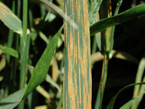 Kansas, California Researchers Combat Wheat Rust