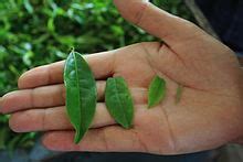 black tea wikipedia