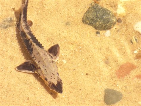 Sturgeon released in Manistee River could live over 100 years