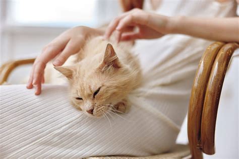 Why Does My Cat Meow When I Pet Her? 3 Adorable Reasons | PetMaximalist