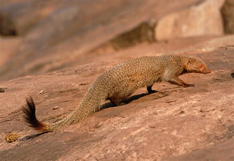 Mongooses | Directionless Bones