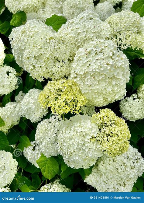 Hydrangea Arborescens Annabelle Flowers Blooming. Stock Image - Image