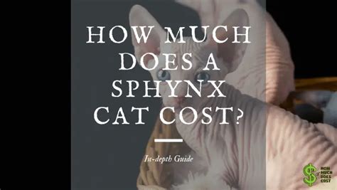 How much does a sphynx cat cost? - How much does cost?