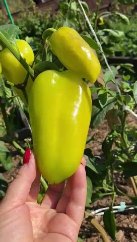 🌶Сладкий перец АБРИКОСОВАЯ ФАВОРИТКА #shorts #перец #советы - YouTube