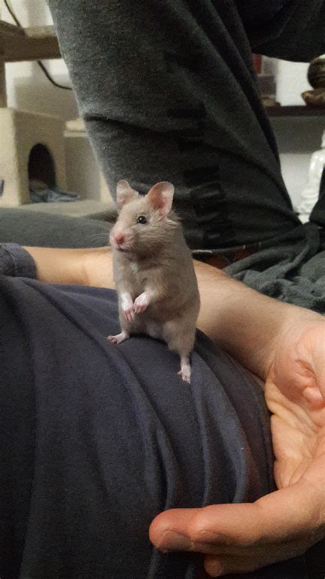 The Hammy TV Leak That's Got Everyone Asking Questions Image 19