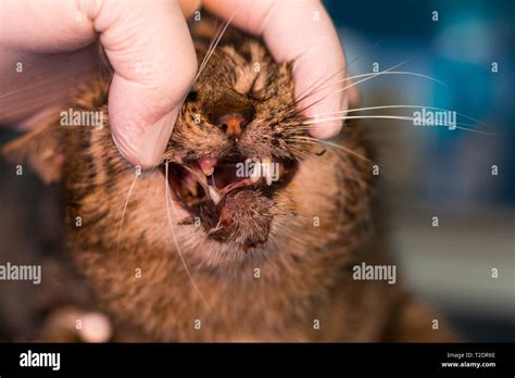 cat after car accident Stock Photo - Alamy
