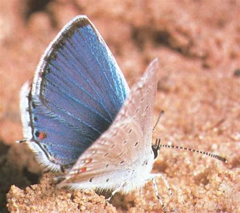 Blue butterfly | Morpho species, Wingspan & Habitat | Britannica