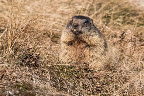 Marmot before Hibernation in the Swiss Alps Stock Photo - Image of ...