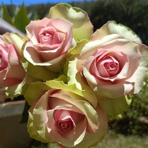 Bellarose – Primarosa Flowers