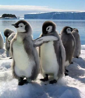 baby penguins - Baby Penguins Photo (34257107) - Fanpop